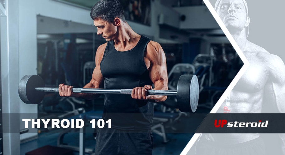 Nós dizemos tudo sobre os hormônios da tireóide | UPsteroid | Compre seus esteróides anabolizantes online