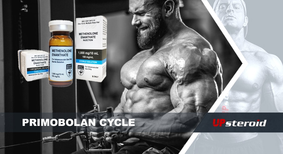 Tudo o que você precisa saber sobre o ciclo de Primobolan | UPsteroid | Compre seus esteróides anabolizantes online
